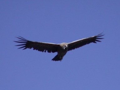 Ein Kondor fliegt nah an uns vorbei auf unserem Ritt von Chile nach argentinien